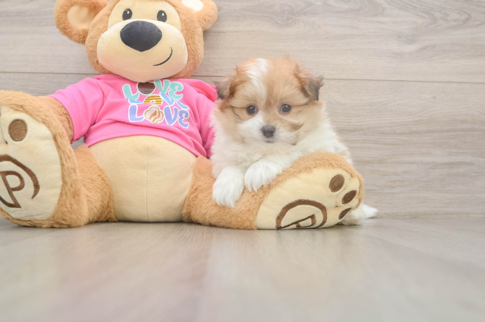 6 week old Pomachon Puppy For Sale - Premier Pups