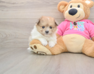 7 week old Pomachon Puppy For Sale - Premier Pups