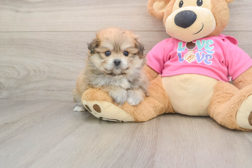 Playful Pom Frise Designer Puppy