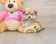 5 week old Pomachon Puppy For Sale - Premier Pups