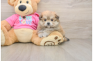 Best Pomachon Baby