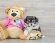 5 week old Pomachon Puppy For Sale - Premier Pups