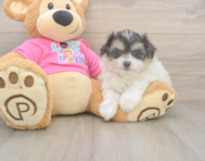 5 week old Pomachon Puppy For Sale - Premier Pups