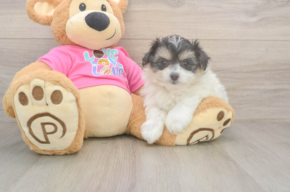 6 week old Pomachon Puppy For Sale - Premier Pups