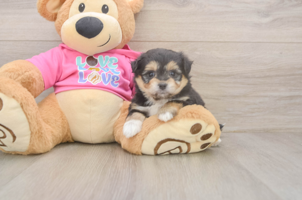 5 week old Pomachon Puppy For Sale - Premier Pups