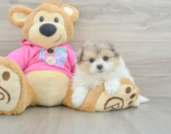 6 week old Pomachon Puppy For Sale - Premier Pups