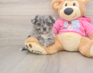 5 week old Pomachon Puppy For Sale - Premier Pups