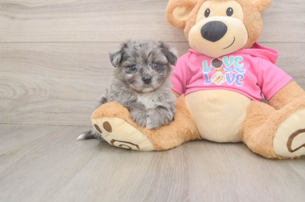 5 week old Pomachon Puppy For Sale - Premier Pups