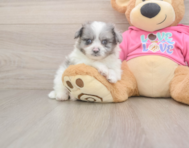 5 week old Pomachon Puppy For Sale - Premier Pups