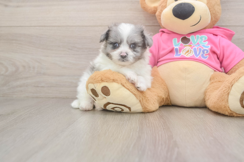 5 week old Pomachon Puppy For Sale - Premier Pups