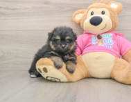 5 week old Pomachon Puppy For Sale - Premier Pups