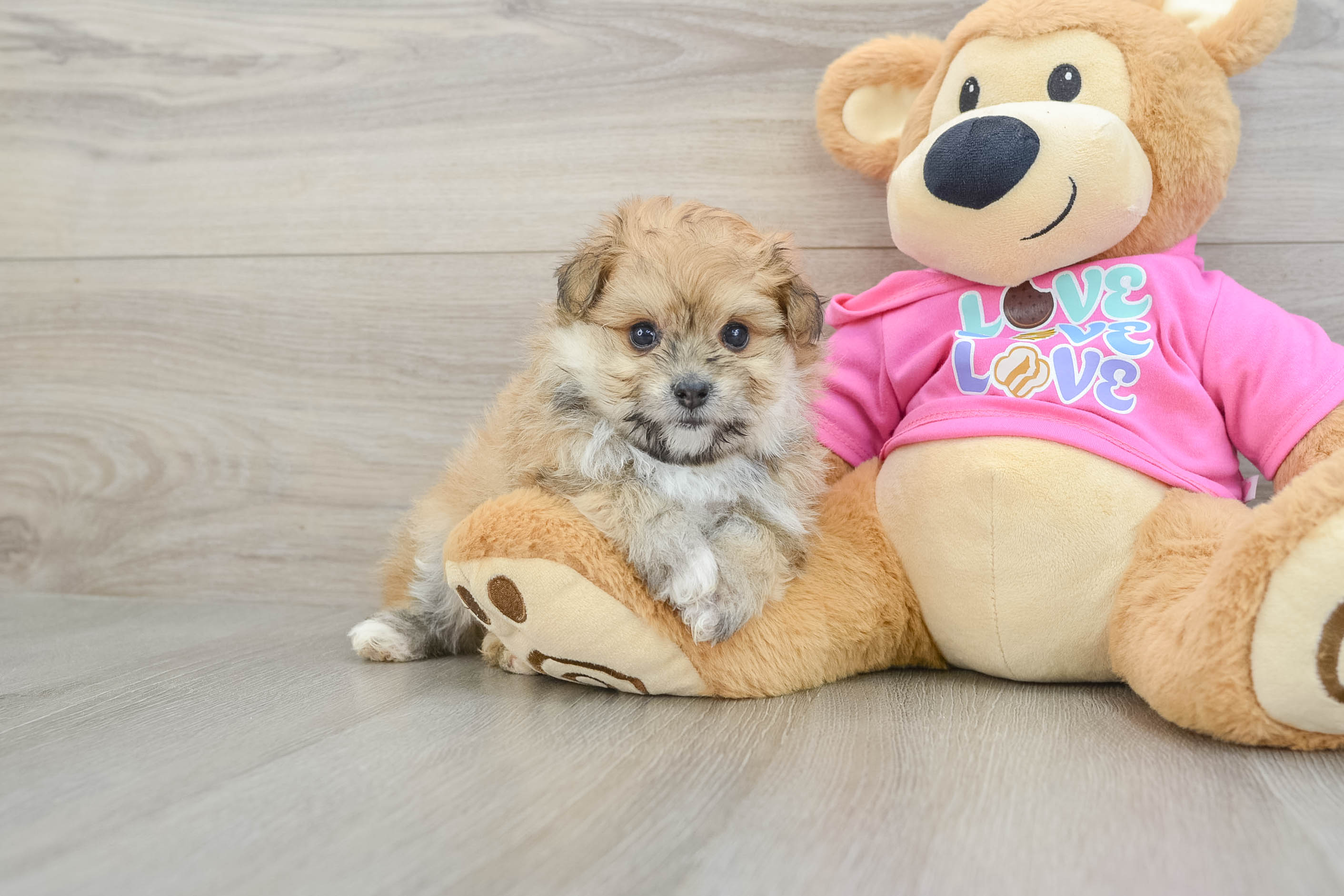 Playful Pom Frise Designer Puppy