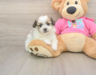 5 week old Pomachon Puppy For Sale - Premier Pups