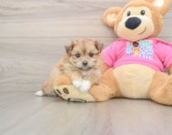 5 week old Pomachon Puppy For Sale - Premier Pups