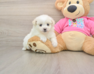 5 week old Pomachon Puppy For Sale - Premier Pups
