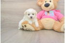 Pomachon Pup Being Cute