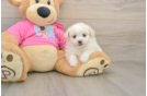 Pomachon Puppy for Adoption