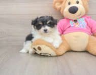 5 week old Pomachon Puppy For Sale - Premier Pups