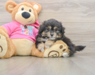 6 week old Pomachon Puppy For Sale - Premier Pups