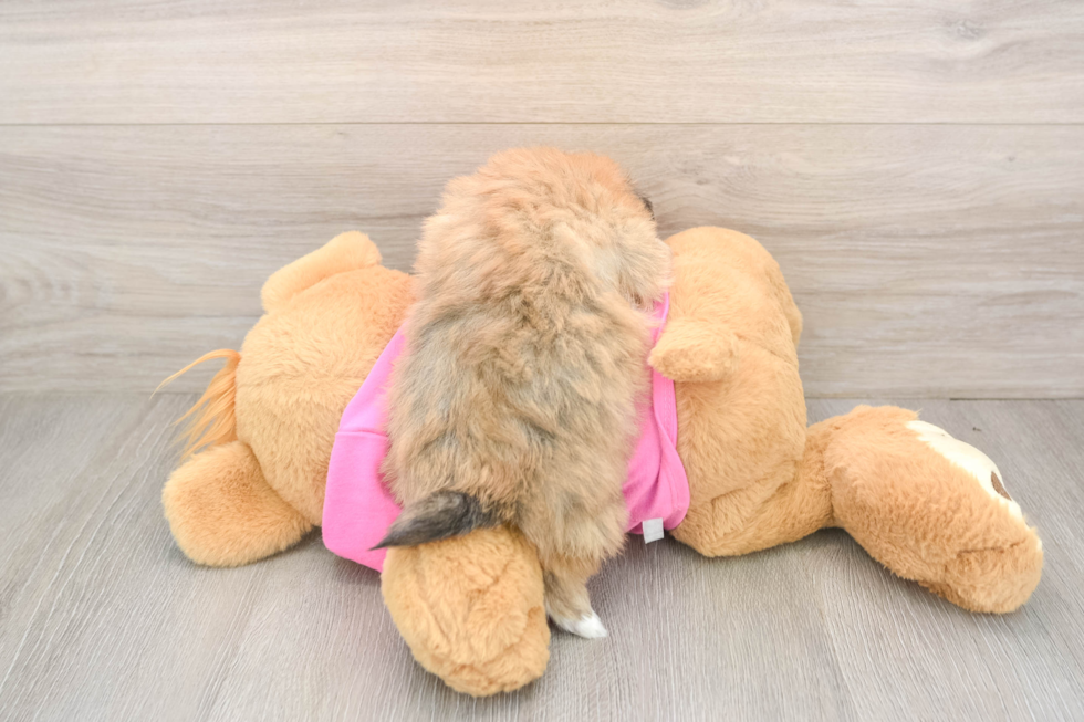 Pomachon Puppy for Adoption