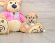 5 week old Pomachon Puppy For Sale - Premier Pups