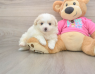 5 week old Pomachon Puppy For Sale - Premier Pups
