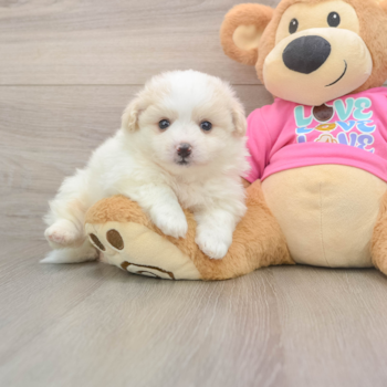 Funny Pomachon Designer Pup