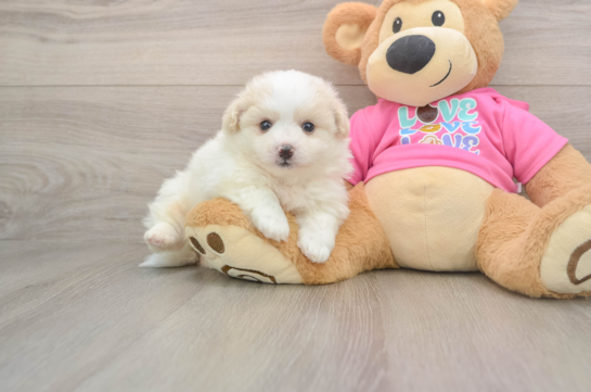 Funny Pomachon Designer Pup