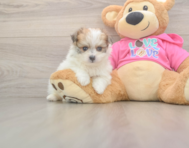 5 week old Pomachon Puppy For Sale - Premier Pups
