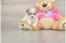 Best Pomachon Baby