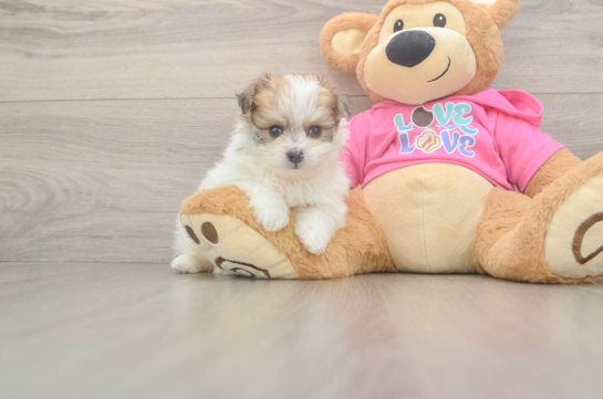 Best Pomachon Baby