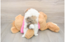 Pomachon Puppy for Adoption