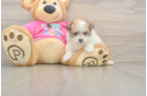 Pomachon Pup Being Cute