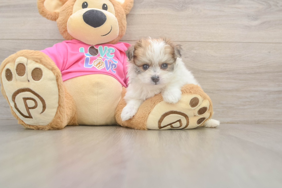 Pomachon Pup Being Cute