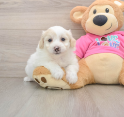 5 week old Pomachon Puppy For Sale - Premier Pups
