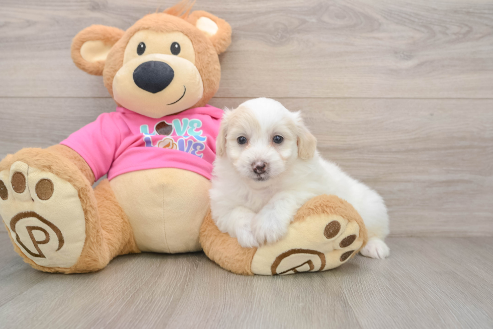 Fluffy Pomachon Designer Pup