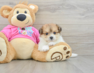 5 week old Pomachon Puppy For Sale - Premier Pups