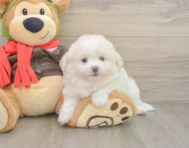 8 week old Pomachon Puppy For Sale - Premier Pups