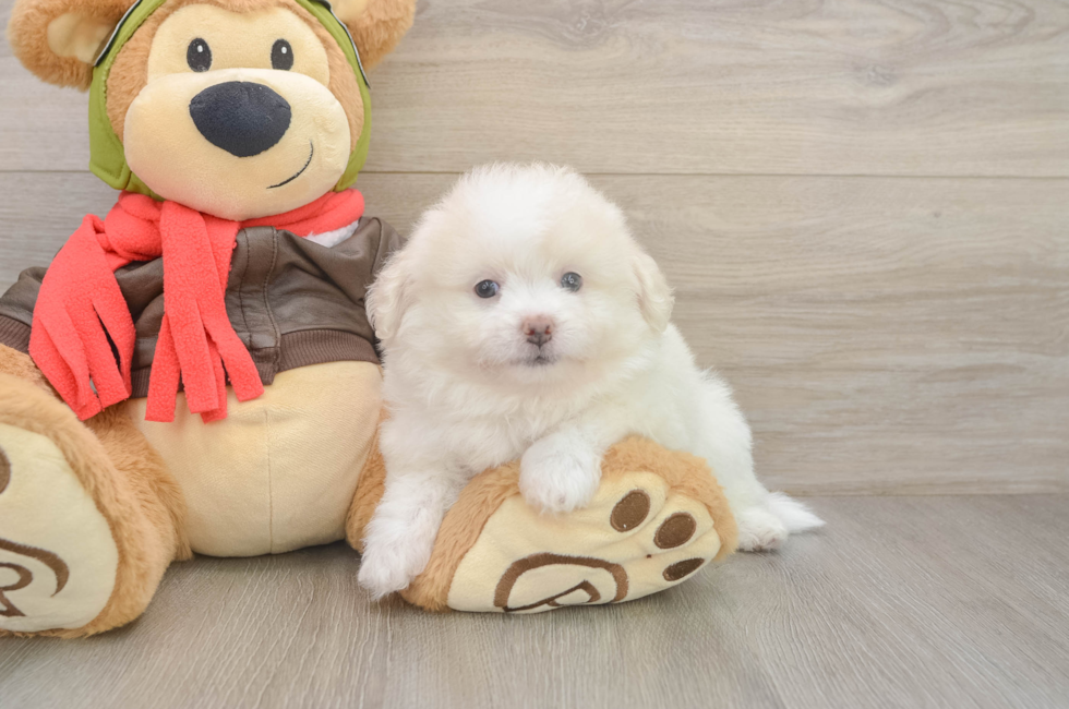 6 week old Pomachon Puppy For Sale - Premier Pups