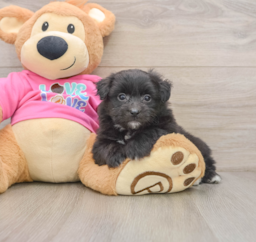 5 week old Pomachon Puppy For Sale - Premier Pups