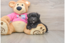 Cute Pomachon Baby