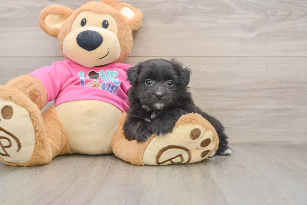 Cute Pomachon Baby