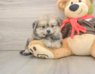 6 week old Pomachon Puppy For Sale - Premier Pups