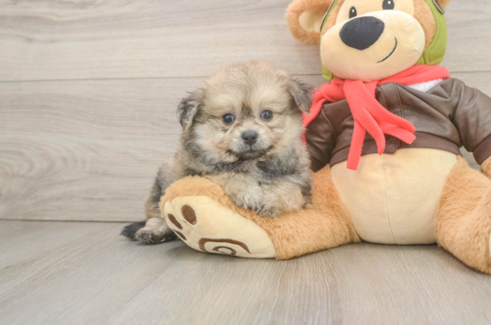 Pomachon Puppy for Adoption