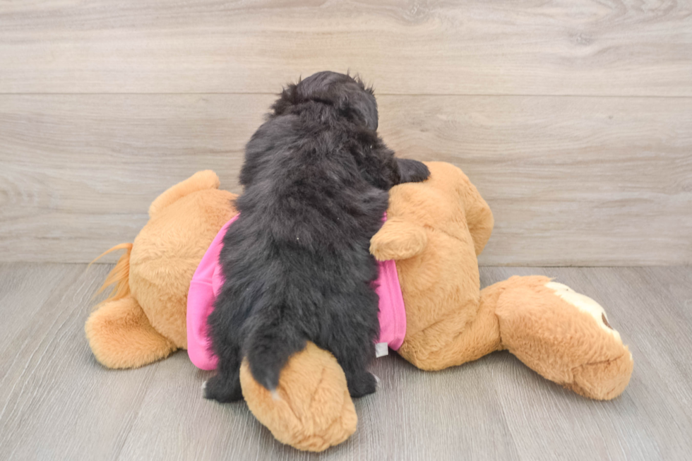 Hypoallergenic Pom Frise Designer Puppy
