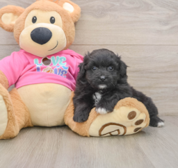 5 week old Pomachon Puppy For Sale - Premier Pups