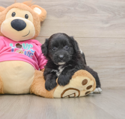 6 week old Pomachon Puppy For Sale - Premier Pups