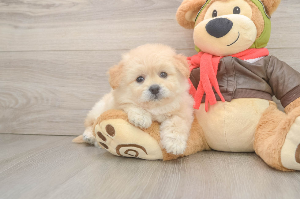 6 week old Pomachon Puppy For Sale - Premier Pups