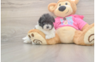 Pomachon Pup Being Cute