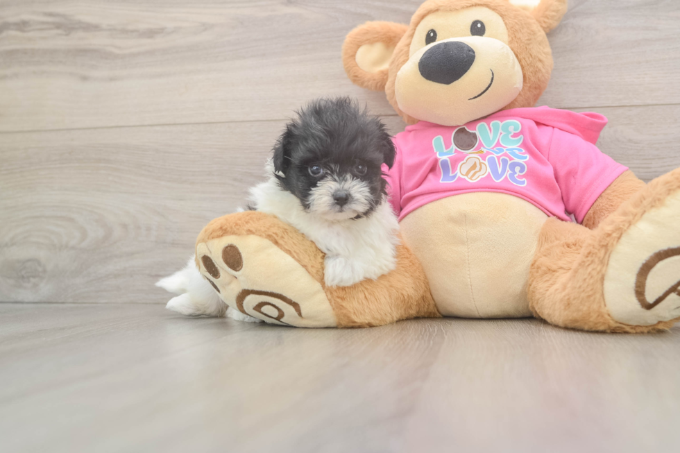 Pomachon Pup Being Cute